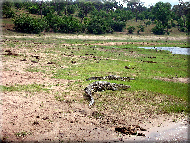 foto Parco nazionale del Chobe